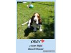 Adopt ODIN – 2 YEAR MALE BASSETT HOU a White - with Brown or Chocolate Basset