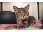 Adopt Slinky a Brown Tabby Domestic Shorthair (short coat) cat in House Springs