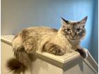 Adopt Bella a Cream or Ivory Ragdoll / Mixed (medium coat) cat in Whittier