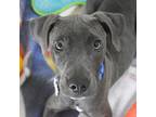 Adopt Blue a Mixed Breed (Medium) / Mixed dog in St. Petersburg, FL (41545220)