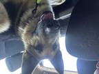 Adopt Max a Black - with Tan, Yellow or Fawn German Shepherd Dog / Mixed dog in