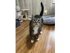 Adopt Freddy a Brown Tabby Domestic Shorthair (short coat) cat in Frankfort