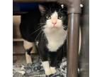 Adopt Ford a Black & White or Tuxedo Domestic Shorthair / Mixed (short coat) cat