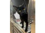 Adopt Jasper a All Black Domestic Shorthair / Mixed (short coat) cat in Aurora