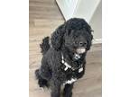 Adopt Ponyo a Black - with White Goldendoodle / Mixed dog in Highlands Ranch