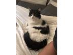 Adopt Betty a Black & White or Tuxedo Domestic Longhair / Mixed (long coat) cat