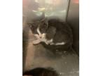 Adopt f-5414 a American Shorthair / Mixed (short coat) cat in Glen Rose