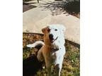 Adopt Nala a White Kuvasz / Mixed dog in Hayden, CO (41545193)