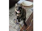 Adopt Mama **COURTESY POST** a Tortoiseshell Domestic Shorthair / Mixed cat in