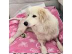 Adopt Allie a White Great Pyrenees / Mixed dog in Jacksonville, FL (41545217)