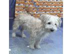 Adopt Biggie a White Maltipoo / Mixed dog in Boulder, CO (41545223)