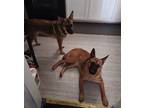 Adopt Isis and Dior a Brown/Chocolate - with Black Belgian Malinois / Shepherd