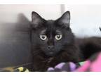 Adopt Sonya a All Black Domestic Mediumhair (medium coat) cat in House Springs