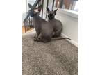 Adopt Mac & Moe a Gray or Blue Devon Rex / Mixed (short coat) cat in Escondido
