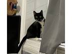 Adopt Oreo a Domestic Shorthair / Mixed cat in Brooklyn, NY (41545144)