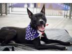 Adopt Cash Carti a Mixed Breed (Medium) / Mixed dog in Brooklyn, NY (41545143)