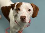 Adopt Arlo a Mixed Breed (Small) / Mixed dog in Brooklyn, NY (41545142)