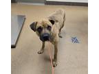 Adopt Durango a Brindle German Shepherd Dog dog in Apple Valley, CA (41544459)