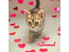 Adopt Caramel a Domestic Shorthair / Mixed (short coat) cat in Nashville