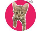 Adopt Mocha a Domestic Shorthair / Mixed (short coat) cat in Nashville