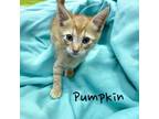 Adopt Pumpkin a Domestic Shorthair / Mixed (short coat) cat in Nashville