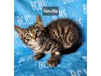 Adopt Neville - available soon a Domestic Shorthair cat in Georgetown