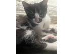 Adopt Domino a Black & White or Tuxedo Domestic Mediumhair / Mixed cat in