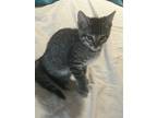 Adopt Tigger a Domestic Mediumhair / Mixed cat in Buckeye, AZ (41545107)