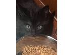 Adopt Midnight a All Black Domestic Mediumhair / Mixed cat in Buckeye