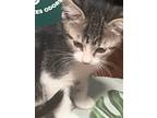Adopt Patches a Domestic Mediumhair / Mixed cat in Buckeye, AZ (41545105)