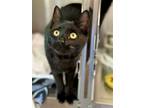 Adopt Roscoe a All Black Domestic Shorthair / Mixed (short coat) cat in West