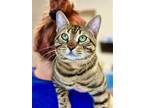 Adopt Benny a Brown Tabby Domestic Shorthair / Mixed (short coat) cat in West