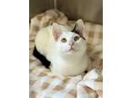 Adopt Ivan a Black & White or Tuxedo Domestic Shorthair / Mixed (short coat) cat