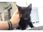Adopt Twilight a All Black Domestic Shorthair (short coat) cat in Weatherford