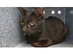 Adopt Luna a All Black Domestic Shorthair (short coat) cat in Weatherford