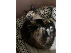 Adopt Shakira a Tortoiseshell Domestic Shorthair / Mixed (short coat) cat in