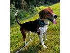 Adopt Camo a Beagle / Mixed dog in Mineral, VA (41506275)
