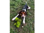 Adopt Droppy a Beagle / Bluetick Coonhound / Mixed dog in Mineral, VA (41499511)