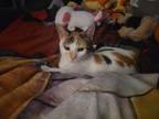 Adopt Zelda a Calico or Dilute Calico American Shorthair / Mixed (short coat)