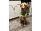 Adopt Marley a Tan/Yellow/Fawn Labrador Retriever / Mixed dog in Kirkland