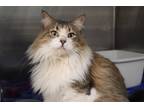 Adopt Sir Pickles a Brown Tabby Domestic Longhair (long coat) cat in House