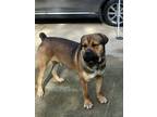 Adopt Boer a Brown/Chocolate Mastiff / Mixed dog in Monterey, CA (41545127)