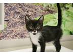 Adopt Mikado a Domestic Shorthair / Mixed (short coat) cat in Lancaster