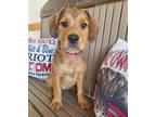 Adopt SASSY a Terrier (Unknown Type, Small) / Labrador Retriever / Mixed dog in