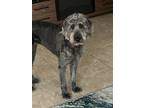 Adopt Mia a Gray/Blue/Silver/Salt & Pepper Labrador Retriever / Poodle
