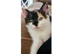 Adopt Lorelei a Calico / Mixed (short coat) cat in Nashville, GA (41545130)