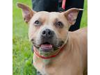 Adopt Dana a American Pit Bull Terrier / Mixed dog in Troy, OH (41545129)