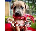 Adopt Rumi Korra Angel a Tan/Yellow/Fawn - with Black Pit Bull Terrier dog in