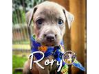 Adopt Rory Angel a Gray/Blue/Silver/Salt & Pepper Pit Bull Terrier dog in