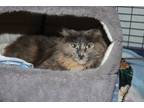 Adopt Betty Jean a Tortoiseshell Domestic Shorthair (short coat) cat in House